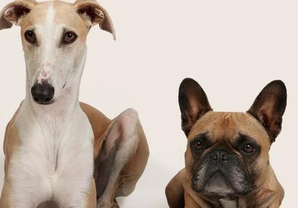 A white and tan whippet dog laying down next to a brown french bull dog on a beige background
