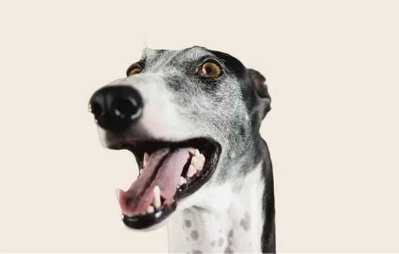 Close-up image of a black-and-white Greyhound