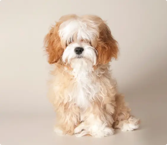 Cavapoo