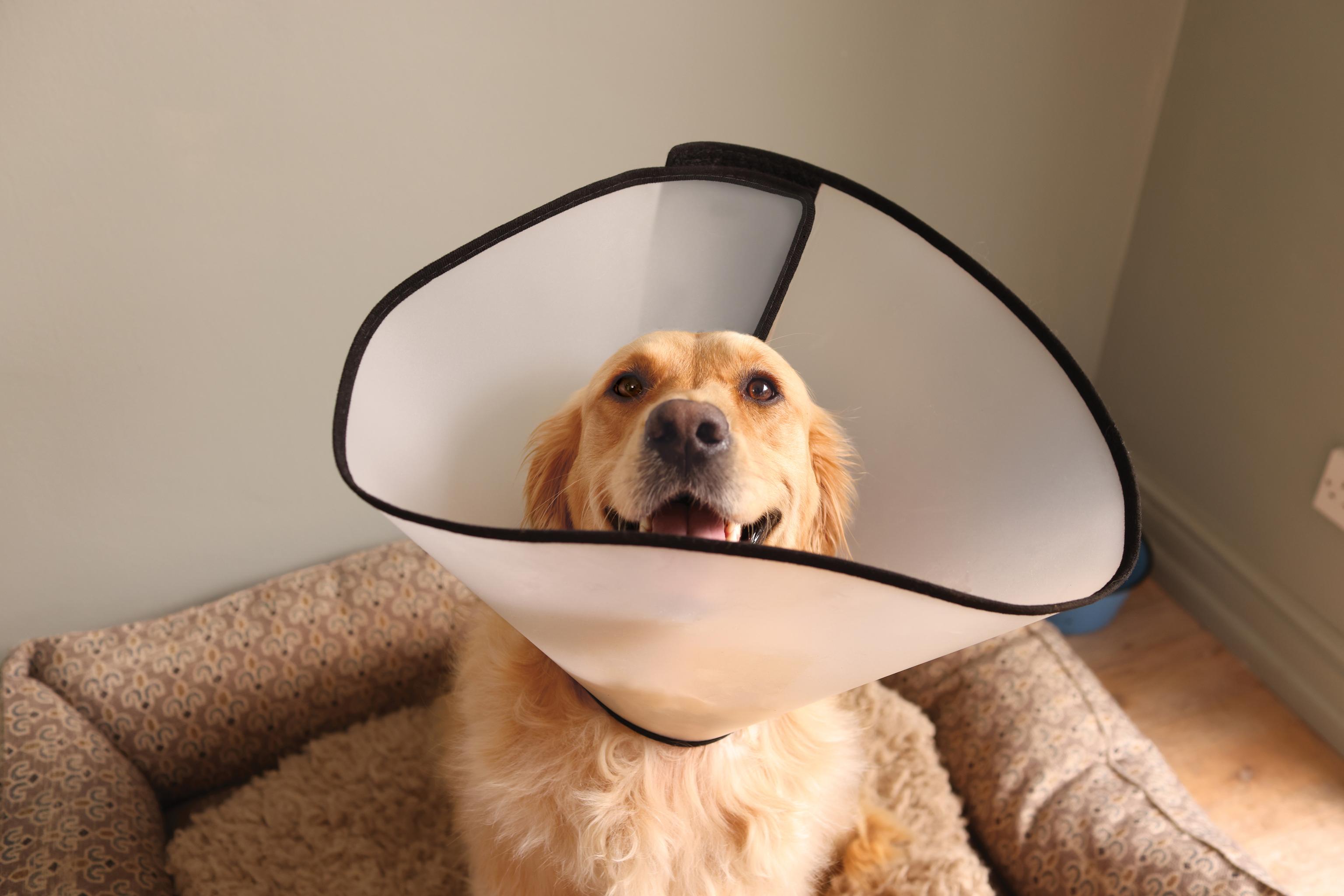 Image of a Golden Retriever with a cone