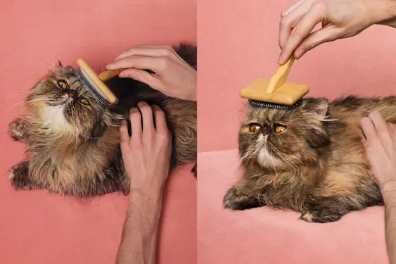 two photos side by side of a brown Persian cat being brushed by a hand