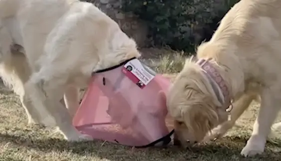 MDC smart collar dog