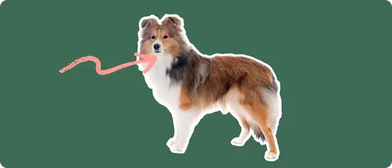 Image of a Shetland Sheepdog with a pink arrow drawn to its neck