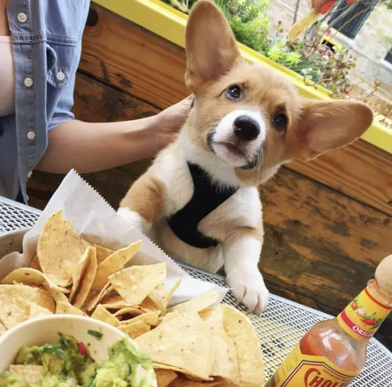 Corgi Puppy Sitting at a Dog-Friendly Restaurant