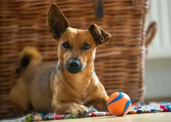 Dog lying down with toy