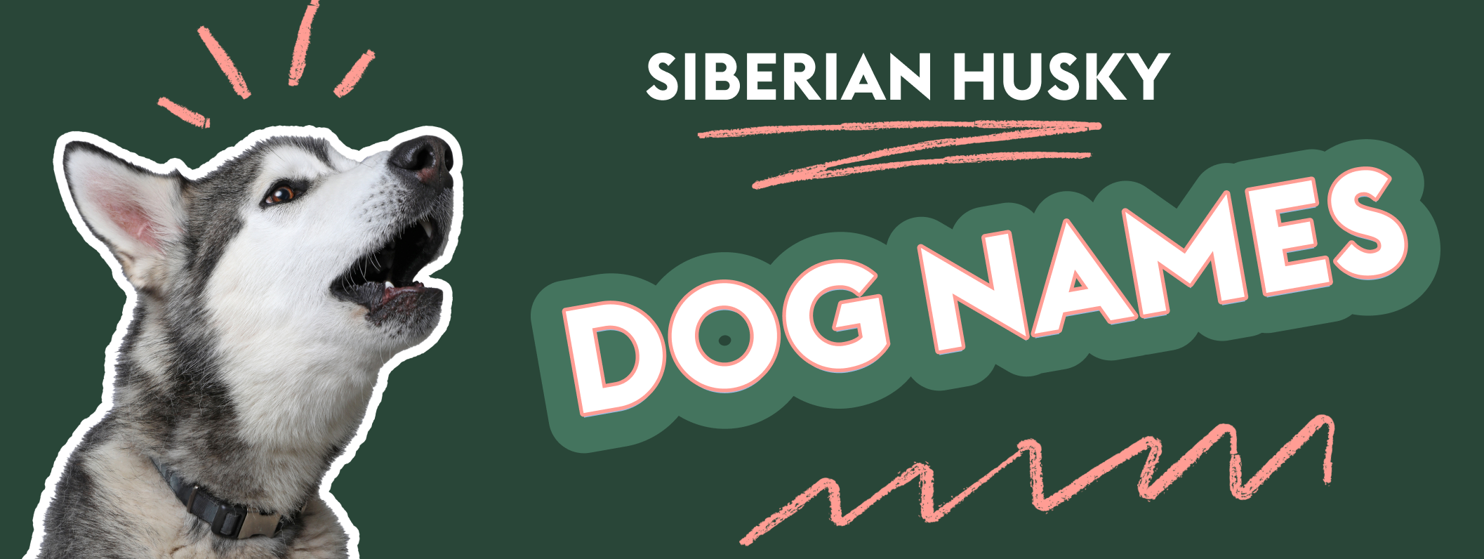 An image featuring a Siberian Husky with its mouth open next to the text "Siberian Husky Dog Names" on a dark green background, with pink lines around dog's head.