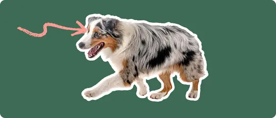 Image of an Australian Shepherd with a pink arrow drawn to its eye
