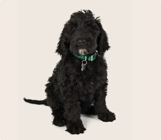 Labradoodle