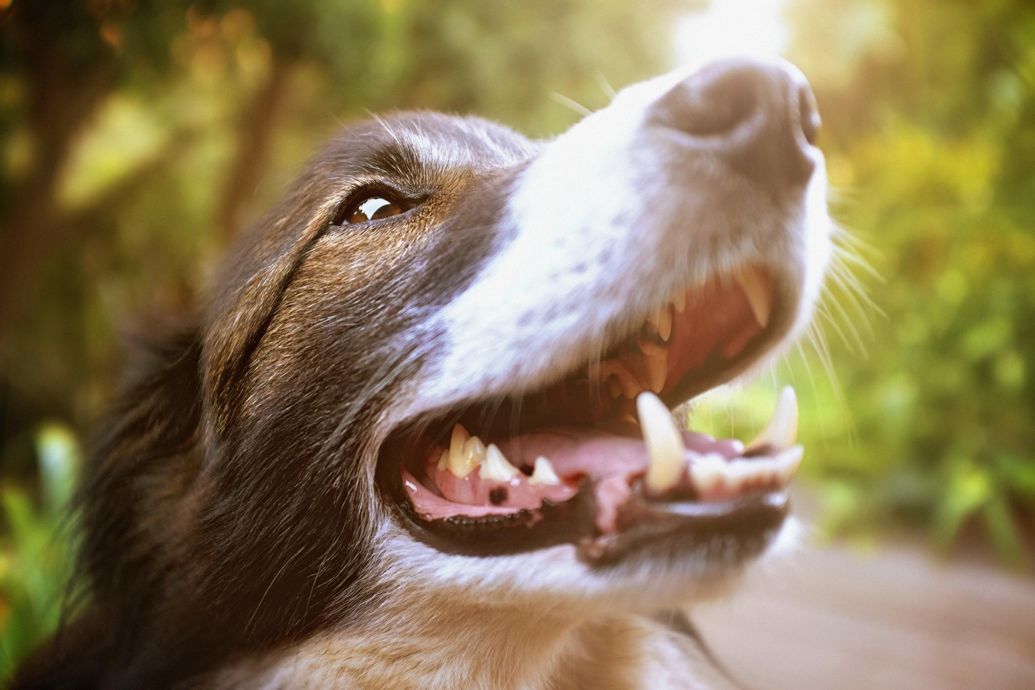 Close-up of a happy Border Collie with their mouth open, showing teeth, against a blurry, sunlit background of greenery.