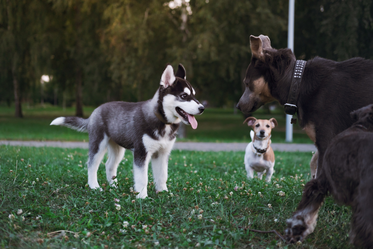 Dogs socialising