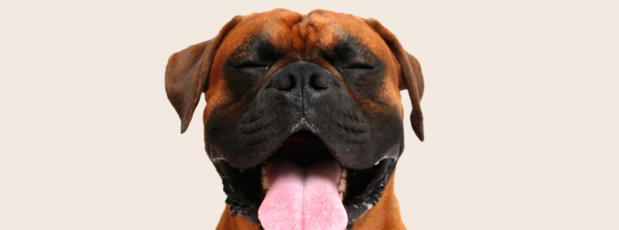 Image of a reddish-brown Boxer with its tongue out and eyes closed