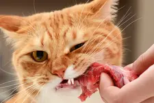 Cat eating raw meat