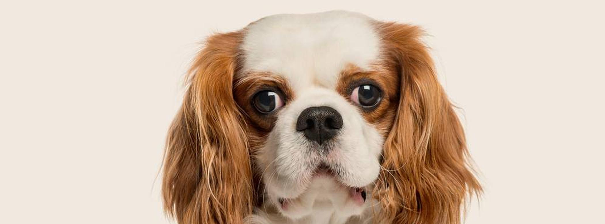 cavalier king charles spaniel sitting