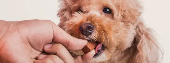 A hand feeding a square brown tablet to a curly haired dog