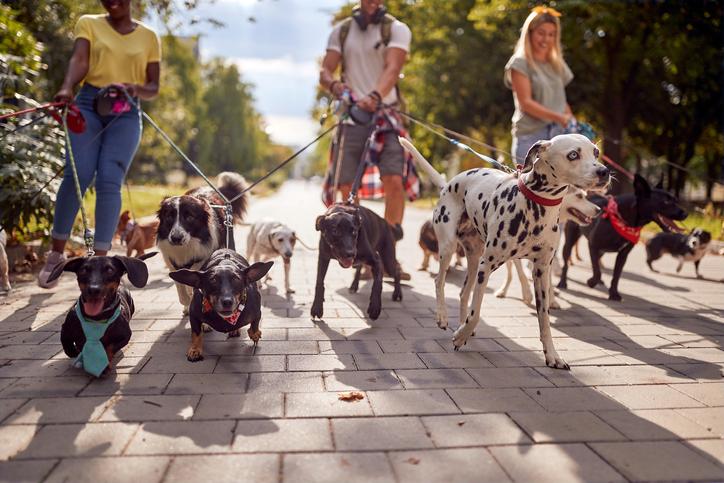 People walking dogs