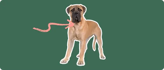 Mastiff with a pink arrow drawn to its neck