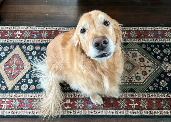 A Golden Retriever sitting on a patterned rug, looking up with a curious expression.