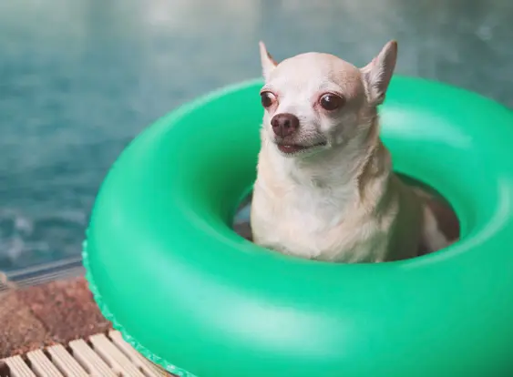 light short haired chihuahua dog sitting in green swimming ring or inflatable by swimming pool
