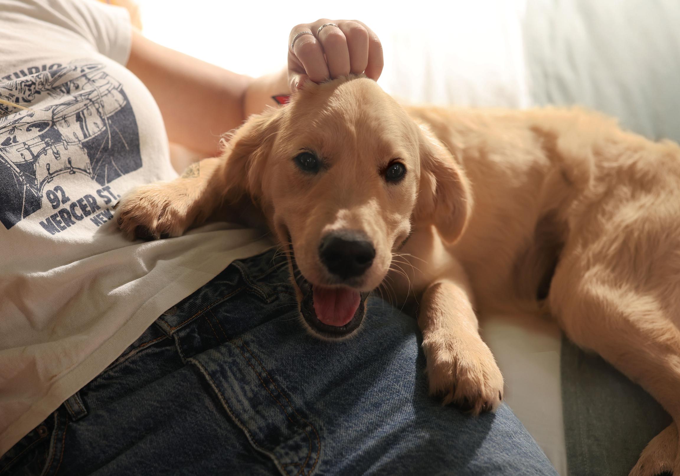 Image of a Golden Retriever puppy smiling