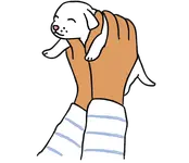 Hands holding up a puppy