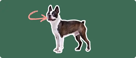 Boston Terrier