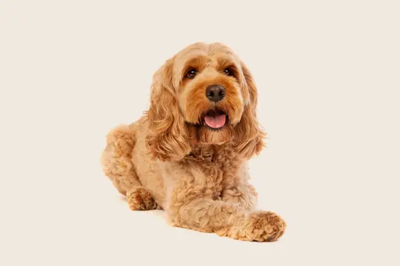 Golden cockapoo laying down