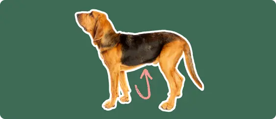 The sideview of a Bloodhound dog cut out with a white outline, with a pink arrow pointing to it's belly, on a solid green background