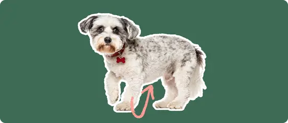 A white and grey schnoodle dog cut out with a white stroke, on a green background, with a pink arrow pointing to it's stomach