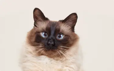 Close up photo of a Balinese cat with blue eyes, on a beige background
