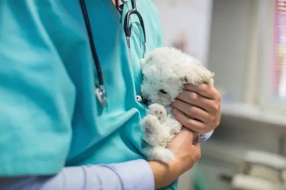 A Bichon Frise rests in a vet's arms as they hold them