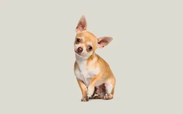 Chihuahua hero 2 image