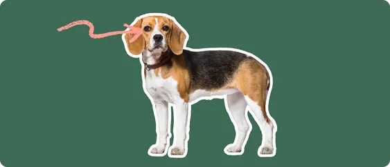 Image of a brown and white beagle with a pink arrow pointing to its eye to show Cherry Eye