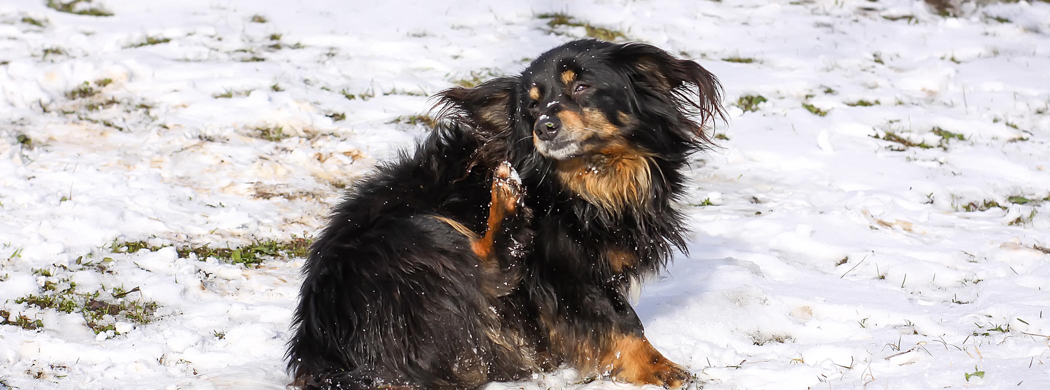 A small black-and-brown dog itches while outside in the snow