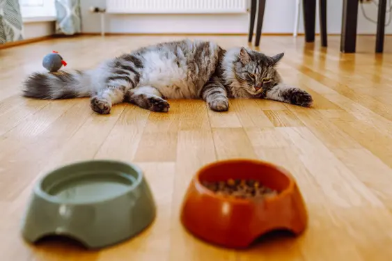 Domestic gray longhair Maine Coon cat with big belly, out of focus, lies near bowl of food, refuses yummy from gluttony or illness