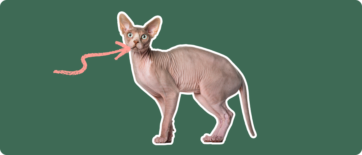 Sphynx