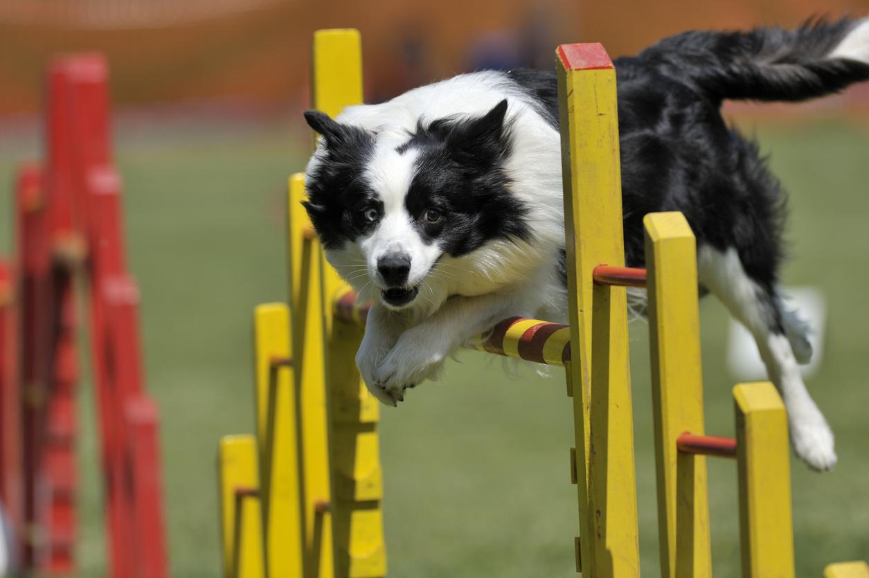 A focused black and white Border Collie mid-jump over a yellow hurdle at a dog agility course, with intense concentration in its eyes and ears perked up, showcasing the breed's agility and training