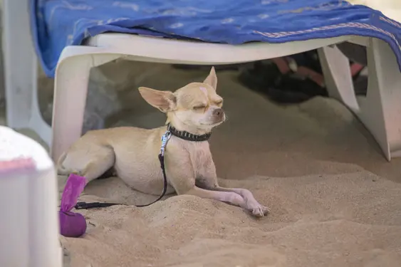 A small tan Chihuahua with a black collar is lying on sandy ground, partially shaded under a beach chair with a blue towel draped over it. The dog appears relaxed with its eyes closed.