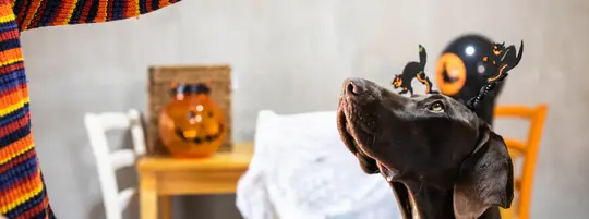 A beautiful dog is waiting for his Halloween treat which is in the hand of a boy