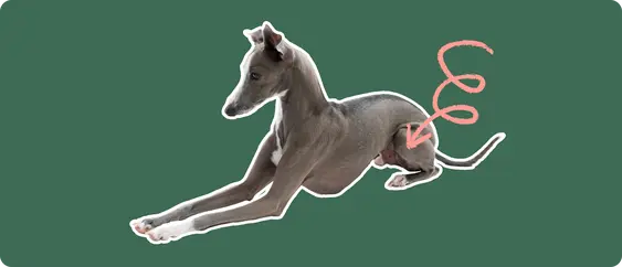 Image of a grey Italian Greyhound with a pink arrow pointed to its knee
