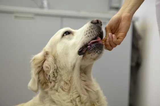 golden retriever taking a medication from human hand