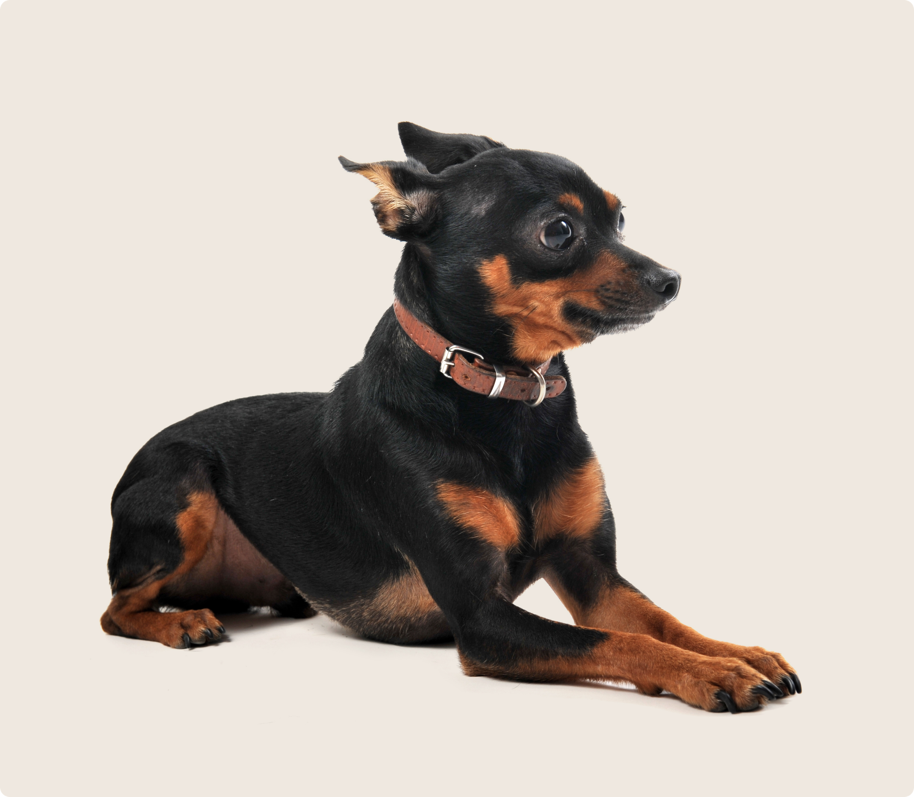 Miniature Pinscher