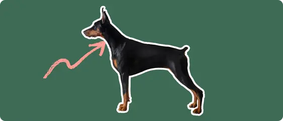 Doberman pinscher with a pink arrow drawn to its neck