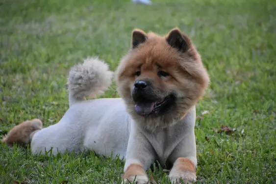 shaved chow chow dog lays in grass outside