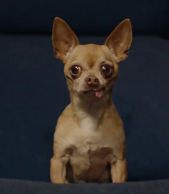 Cheech Chihuahua