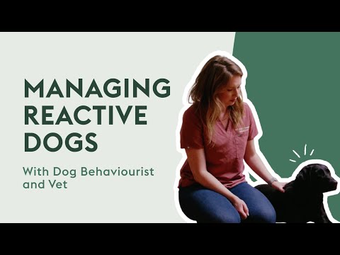 How To Manage Your Dog’s Reactive Behaviour | Dog Behaviour Tips