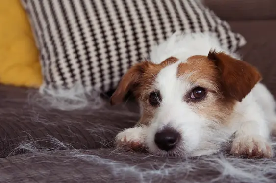 Image of a Jack Russell on a couch