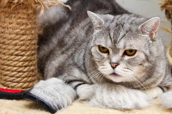 Grey cat lying down next to a brush