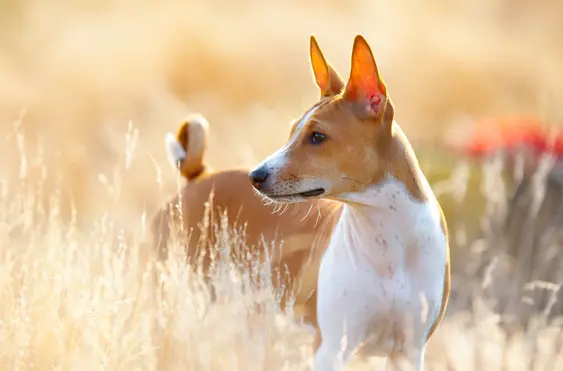 A brown-and-white Basenji dog stands in a wheat field, they're looking to the side