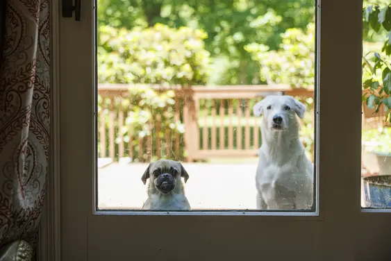 Two dogs wait outside looking through glass doors