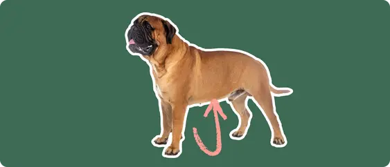 a Bullmastiff cut out with white outline on a green background with a pink arrow pointing toward it's stomach